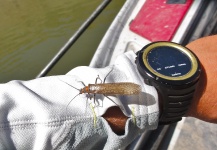  Foto de Entomología y Pesca con Mosca compartida por Dylan Knight – Fly dreamers