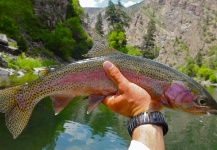 Dylan Knight 's Fly-fishing Photo of a Rainbow trout – Fly dreamers 