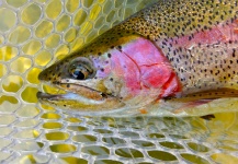 Fly-fishing Picture of Rainbow trout shared by Dylan Knight – Fly dreamers