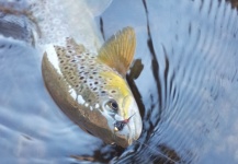Fly Fishing in South Tyrol (Italy)