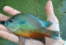 Fly-fishing Image of Sunfish shared by Peter Breeden – Fly dreamers