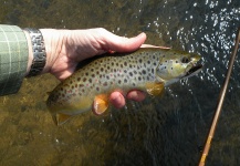 "Fat little spring creek brown"