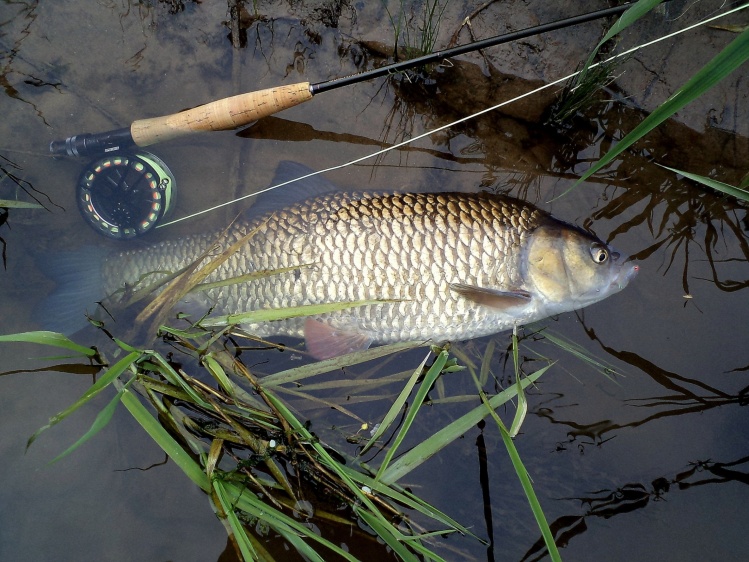 Big chub from the river Werra.