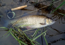 Thomas Grubert 's Fly-fishing Picture of a Chub – Fly dreamers 