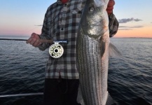 Fly-fishing Image of Striped Bass shared by Taylor Brown – Fly dreamers