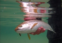 Sea trout fishing Halsnæs