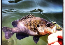 Brandon Smith 's Fly-fishing Catch of a Bluegill – Fly dreamers 