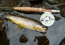 BrownTrouts
