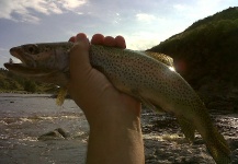 Fly-fishing Pic of Rainbow trout shared by Alejandro Tosco – Fly dreamers 