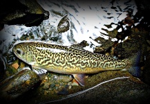 Kevin Lyall 's Fly-fishing Image of a Tiger Trout – Fly dreamers 