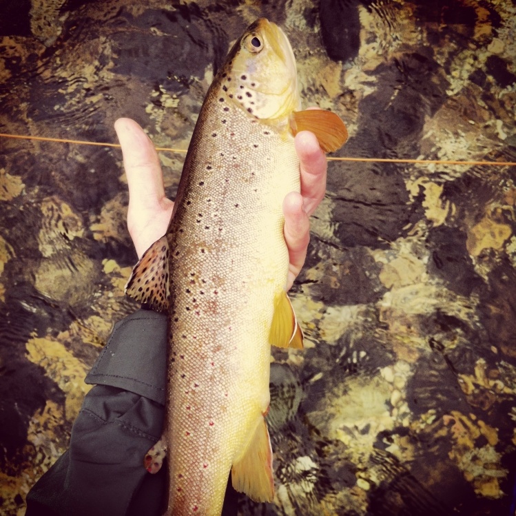 Brown trout, dry fly fishing.