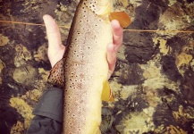 Ben Moro 's Fly-fishing Photo of a Brown trout – Fly dreamers 