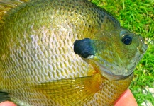 David Merical 's Fly-fishing Photo of a Bluegill – Fly dreamers 