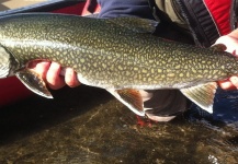 Nicholas Ferentzi 's Fly-fishing Photo of a Lake trout – Fly dreamers 