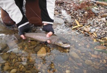  Sea-Trout (Trucha Marrón Anádroma) – Situación de Pesca con Mosca – Por Alexis Gigena