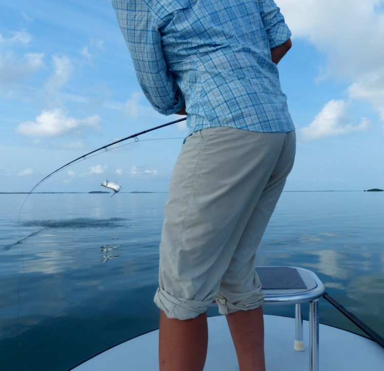 An acrobatic display in the Keys - May 2013