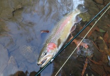 Arcoiris de Mayo