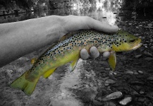 Fly-fishing Photo of Brown trout shared by Renaud Allias Titi – Fly dreamers 