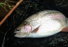 Jim Speaker 's Fly-fishing Picture of a Rainbow trout – Fly dreamers 