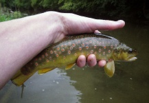 Renaud Allias Titi 's Fly-fishing Pic of a Brown trout – Fly dreamers 