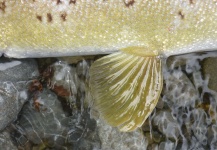 John Roberts 's Fly-fishing Image of a Brown trout – Fly dreamers 