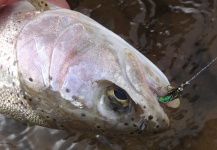 Pesca con ninfas. Limay medio (Mayo 2013)