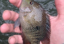 Peter Breeden 's Fly-fishing Photo of a Rio Grande Cichlid - Texas Cichlid – Fly dreamers 