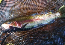 Rainbow Trout