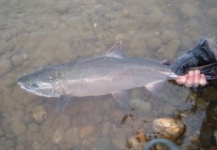 Jim Speaker 's Fly-fishing Photo of a Silver salmon – Fly dreamers 