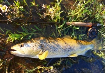 Jorge Quevedo Gallo 's Fly-fishing Pic of a Brown trout – Fly dreamers 