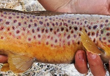  Captura de Pesca con Mosca de Trucha marrón por Brett Ritter – Fly dreamers