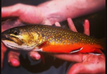 Eamonn Patrick 's Fly-fishing Photo of a Brook trout – Fly dreamers 