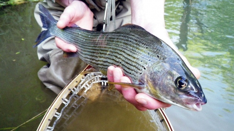 French grayling