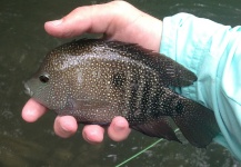 Fly-fishing Pic of Rio Grande Cichlid - Texas Cichlid shared by Peter Breeden – Fly dreamers 