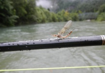  Imagen de Entomología y Pesca con Mosca por Niccolo Baldeschi Balleani – Fly dreamers