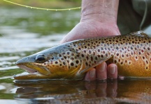 Muskegon River Browns