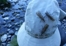 salmon fly invasion ,on the deschutes river ,ore