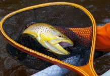 Strippin' streamers in Northern Michigan