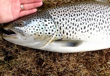 Rögnvaldur Rögnvaldsson 's Fly-fishing Pic of a Brown trout – Fly dreamers 