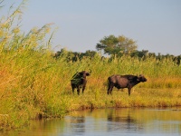 Foto de pesca con mosca