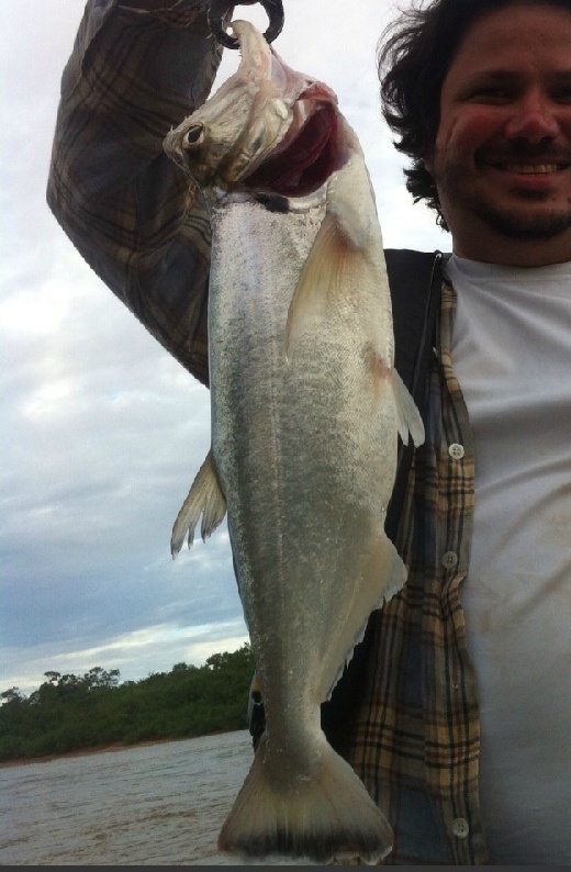 Cachorra fish or Brazilian Dog Fish at Araguaia River (Rio Araguaia) Brazil