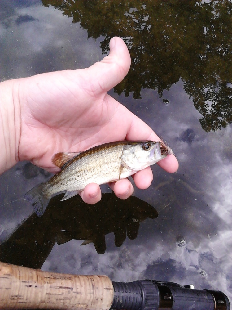 A baby Largemouth Bass caught on a Muddler Minnow.