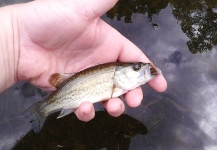 Fly-fishing Picture of Largemouth Bass shared by Jonathan Witt – Fly dreamers