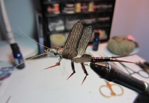 Stoneflies, May, '13....