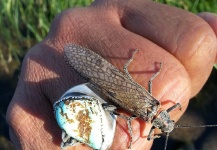 the salmon fly is on the ''warmsprings indian reservation'' ,on the deschutes river ,ore.