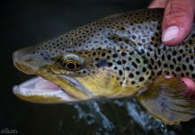Fly-fishing Image of Brown trout shared by JB McCollum – Fly dreamers