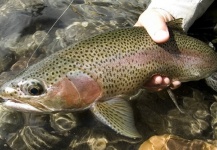 Niccolo Cantarutti 's Fly-fishing Photo of a Rainbow trout – Fly dreamers 