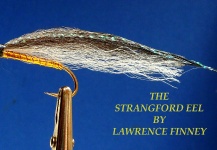 The Strangford eel