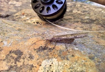Fly-fishing Entomology Photo by Marty Staton – Fly dreamers 