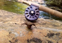 Good Fly-fishing Entomology Picture shared by Marty Staton – Fly dreamers